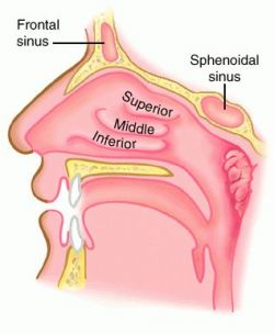 nasal-interior