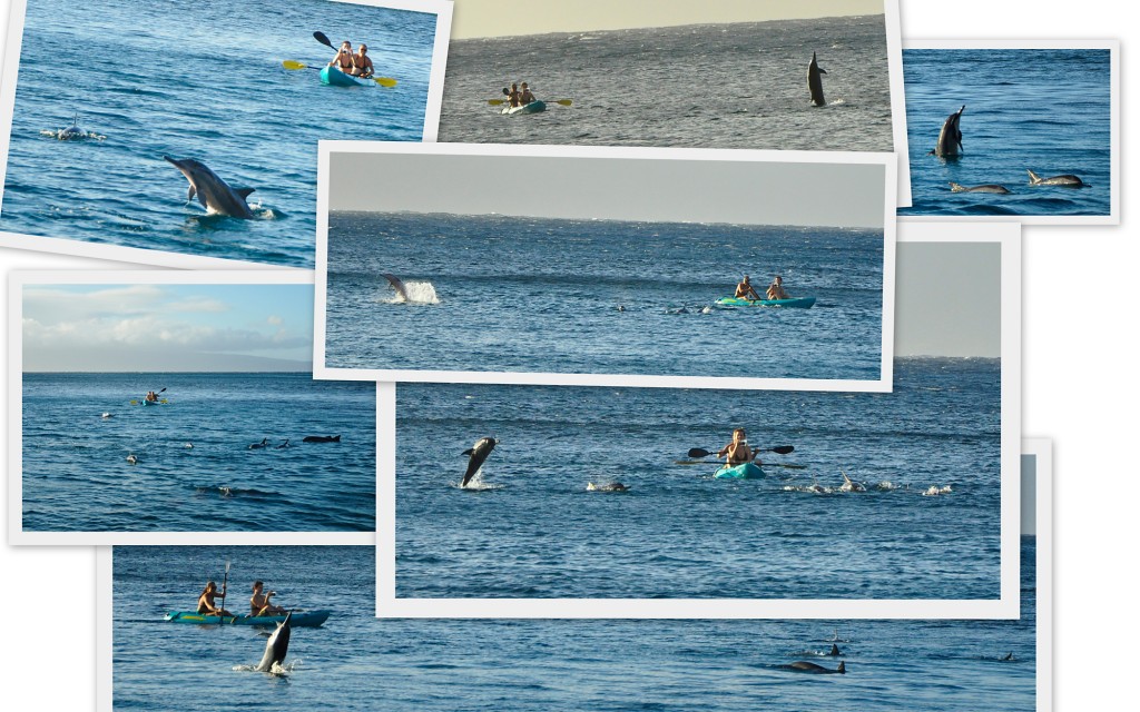 Spinner Dolphins playing with us in Honolua Bay