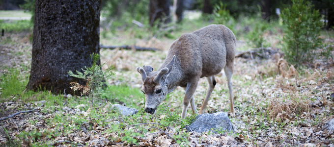 Local wild life is not afraid of humans