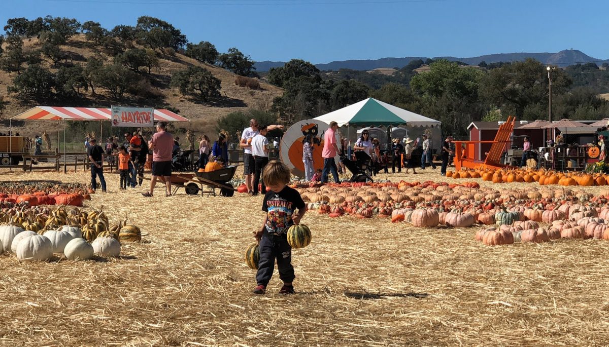 The Great Pumpkin: Silicon Valley’s Best Pumpkin Patch