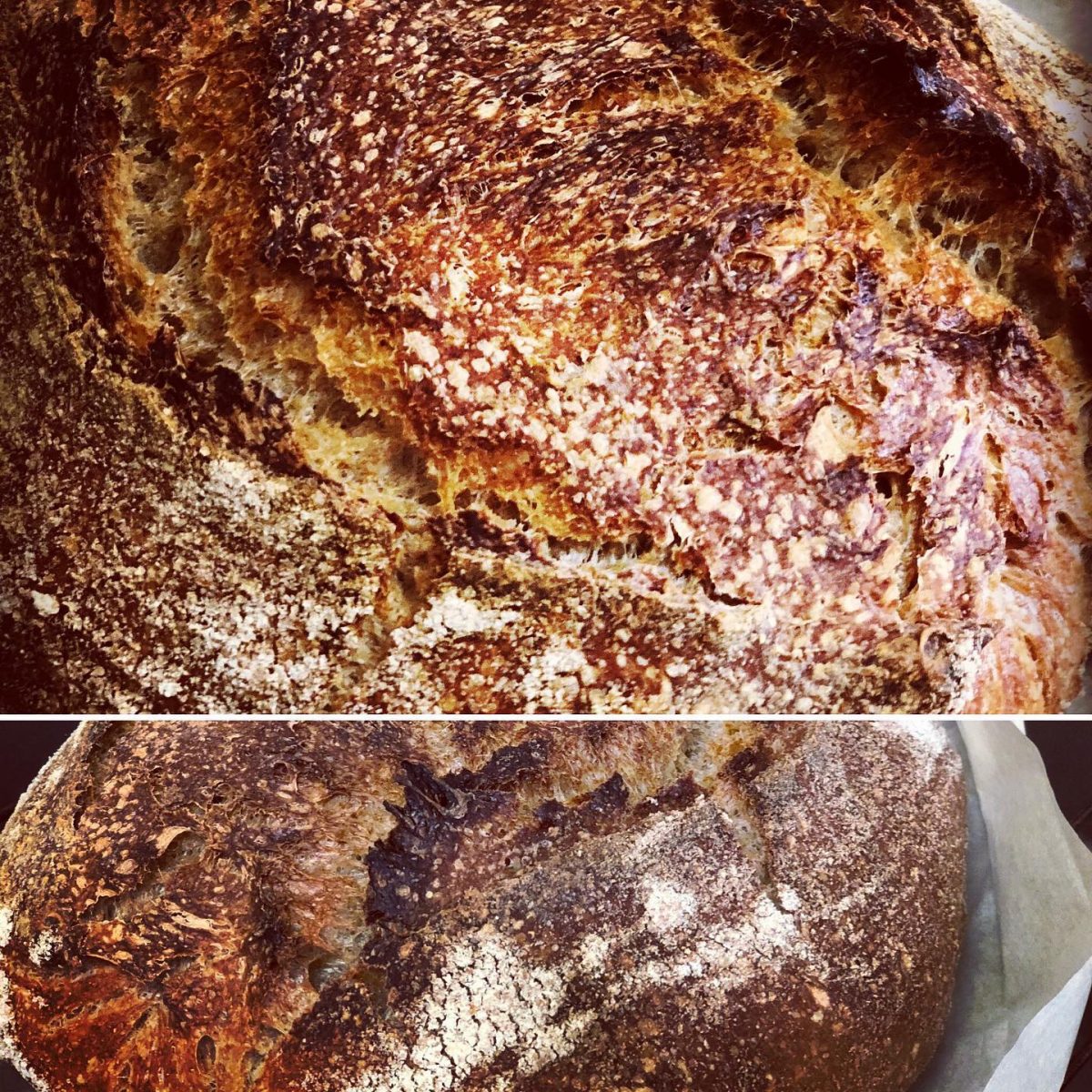 Busy Bee’s Sourdough Bread Baking Guide